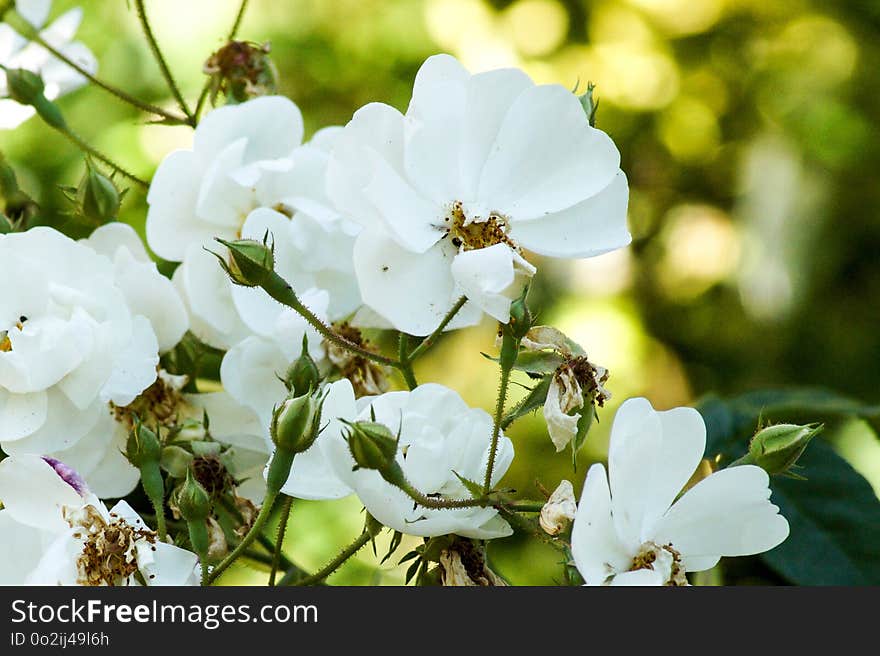 Flower, Flora, Pollinator, Flowering Plant