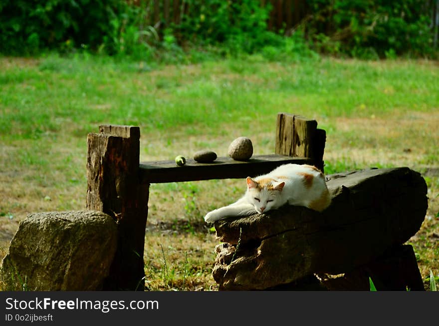 Grass, Tree, Wildlife, Pasture