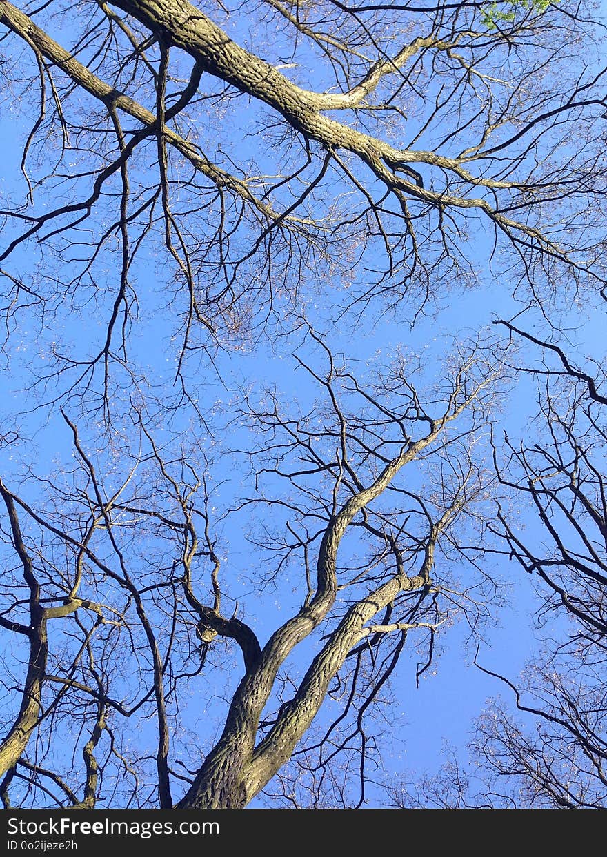 Branch, Tree, Sky, Woody Plant