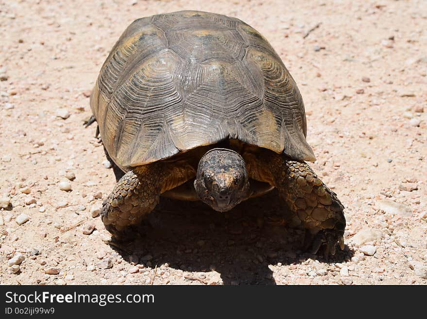 Turtle, Tortoise, Emydidae, Terrestrial Animal