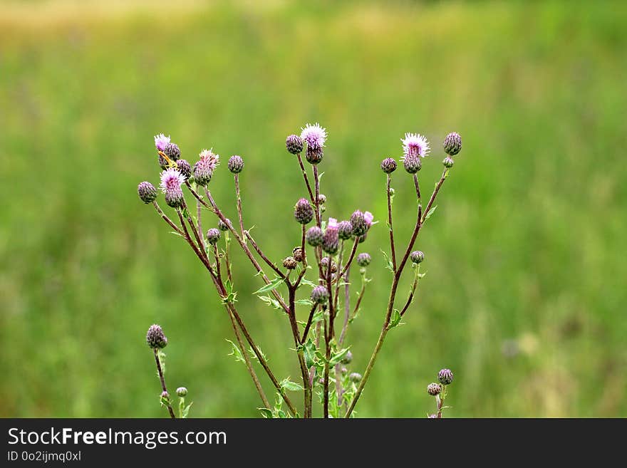 Plant, Flower, Flora, Grass