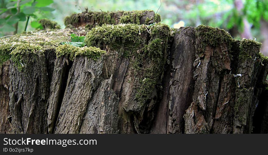 Vegetation, Tree, Trunk, Moss