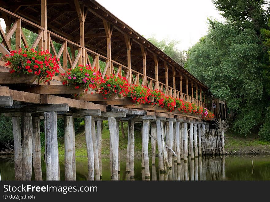 Bridge, Plant, Water, Reflection