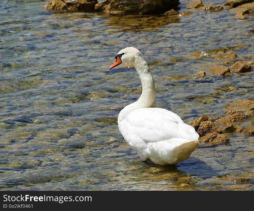 Bird, Swan, Water Bird, Ducks Geese And Swans