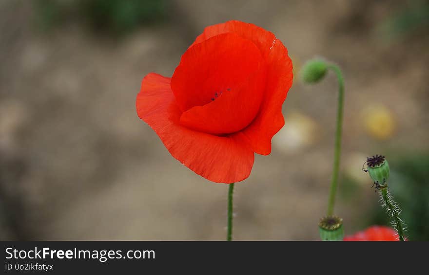 Flower, Wildflower, Poppy, Coquelicot