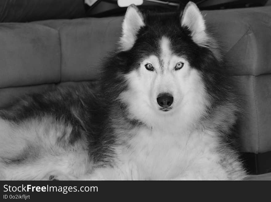 Dog, Black And White, Dog Like Mammal, Dog Breed