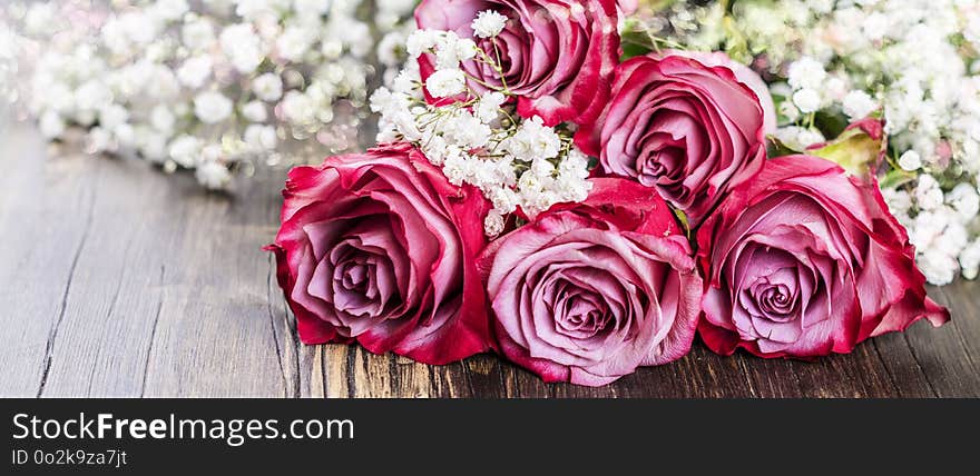 Pink roses on white background. Copy space