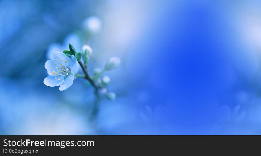 Spring Nature Blossom Web Banner Or Header.Abstract Macro Photo.Artistic Blue Background.Fantasy Design.Colorful Wallpaper.