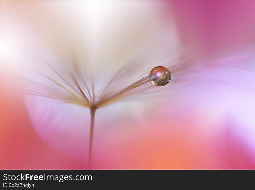 Spring Nature Blossom Web Banner Or Header.Abstract Macro Photo.Artistic Background.Fantasy Design.Colorful Wallpaper.Dandelion.