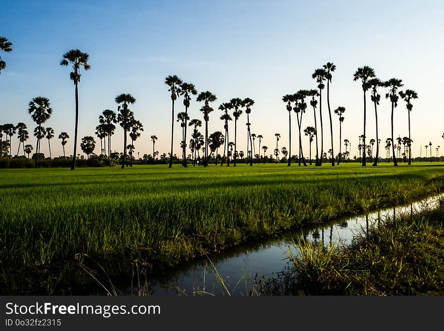 Landscape Sugar palm trees and Rice field .