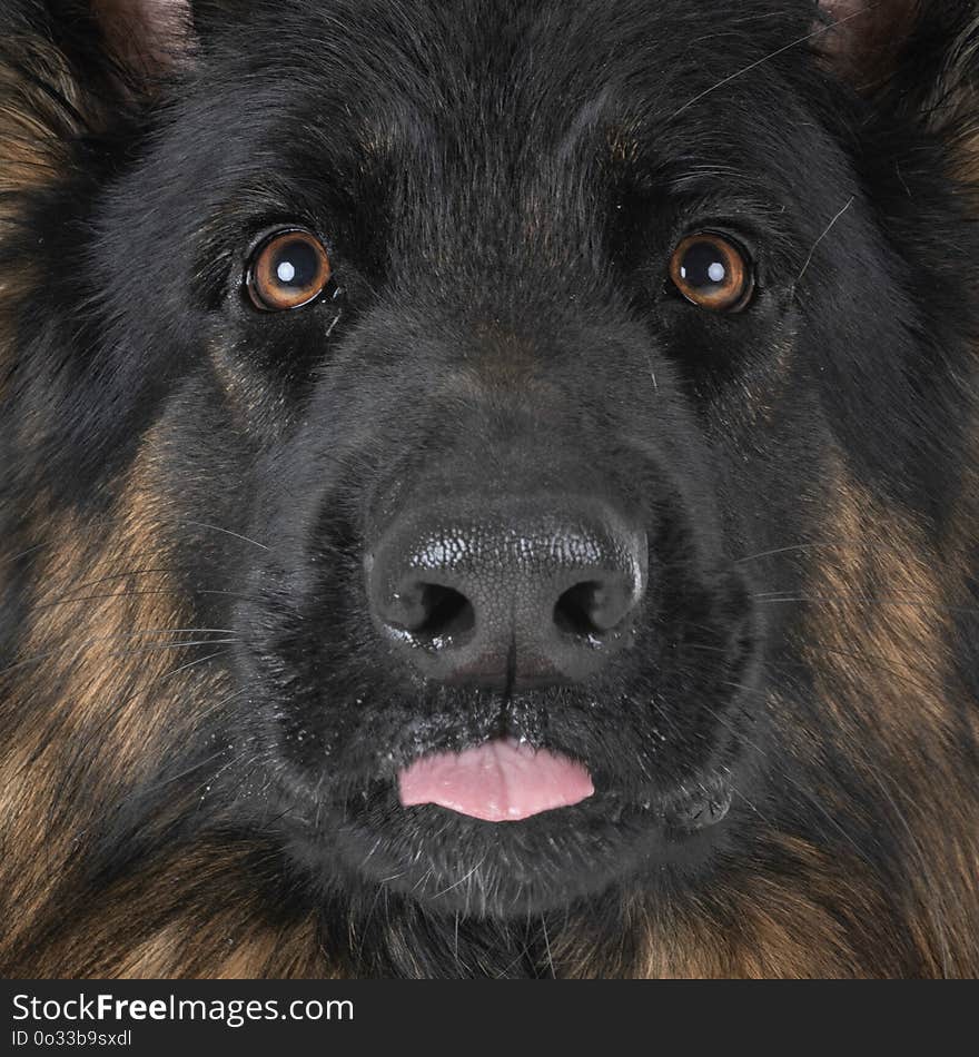 German shepherd in front of white background. German shepherd in front of white background