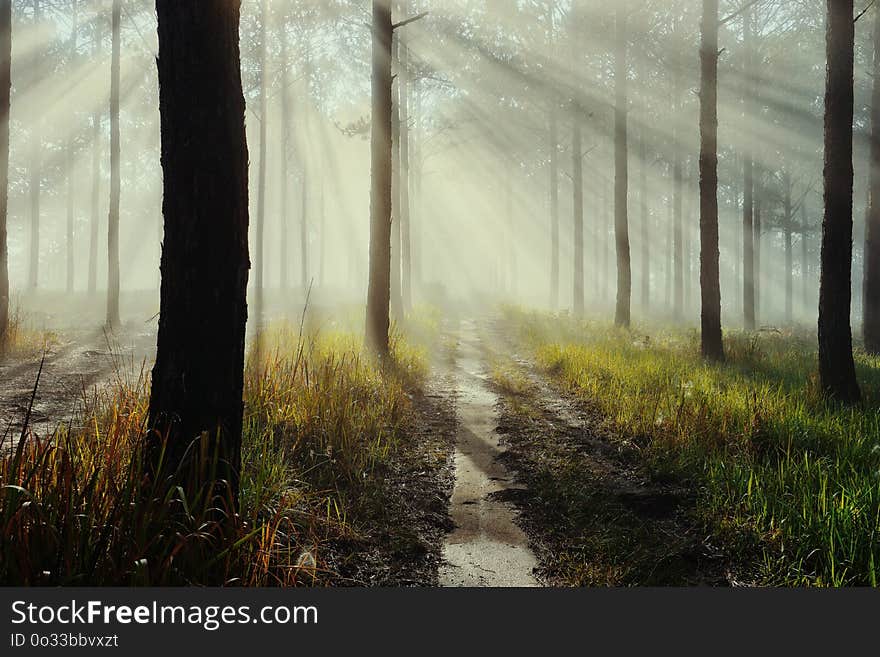 Beautiful greenery roads lye among pine trees brings peaceful and refresh atmosphere to clear minds. Beautiful greenery roads lye among pine trees brings peaceful and refresh atmosphere to clear minds