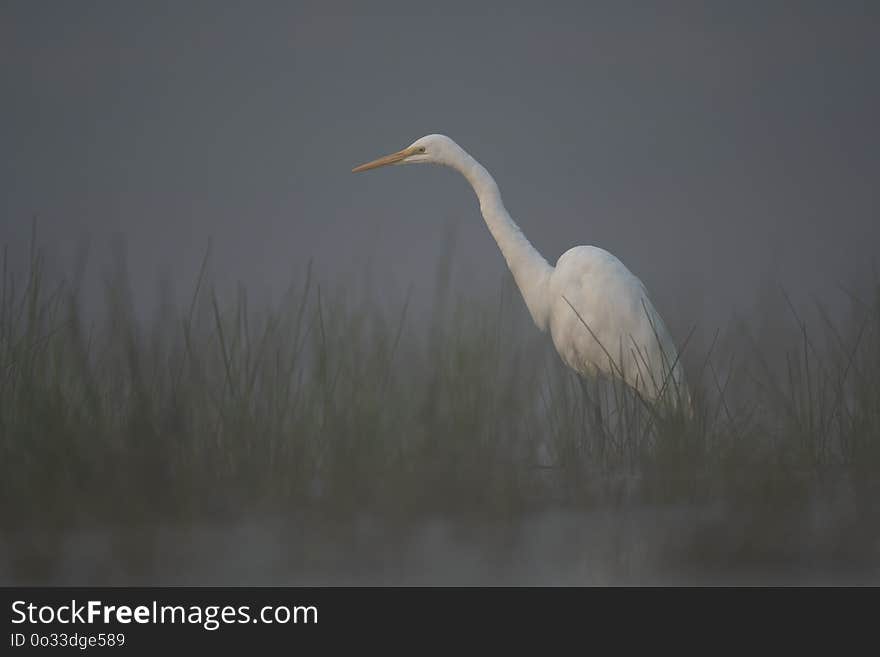 Great Egret In Misty Morning