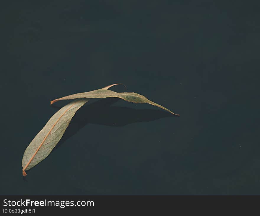 Light yellow willow leaf cruising on lake ice. Dried leaf is on thin dark ice, evening sun reflection