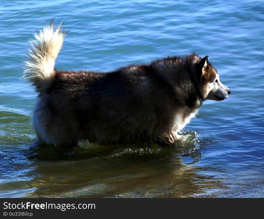 Siberian Husky dog bathing in a river on a bright summer day in a blue green colored shallow lake