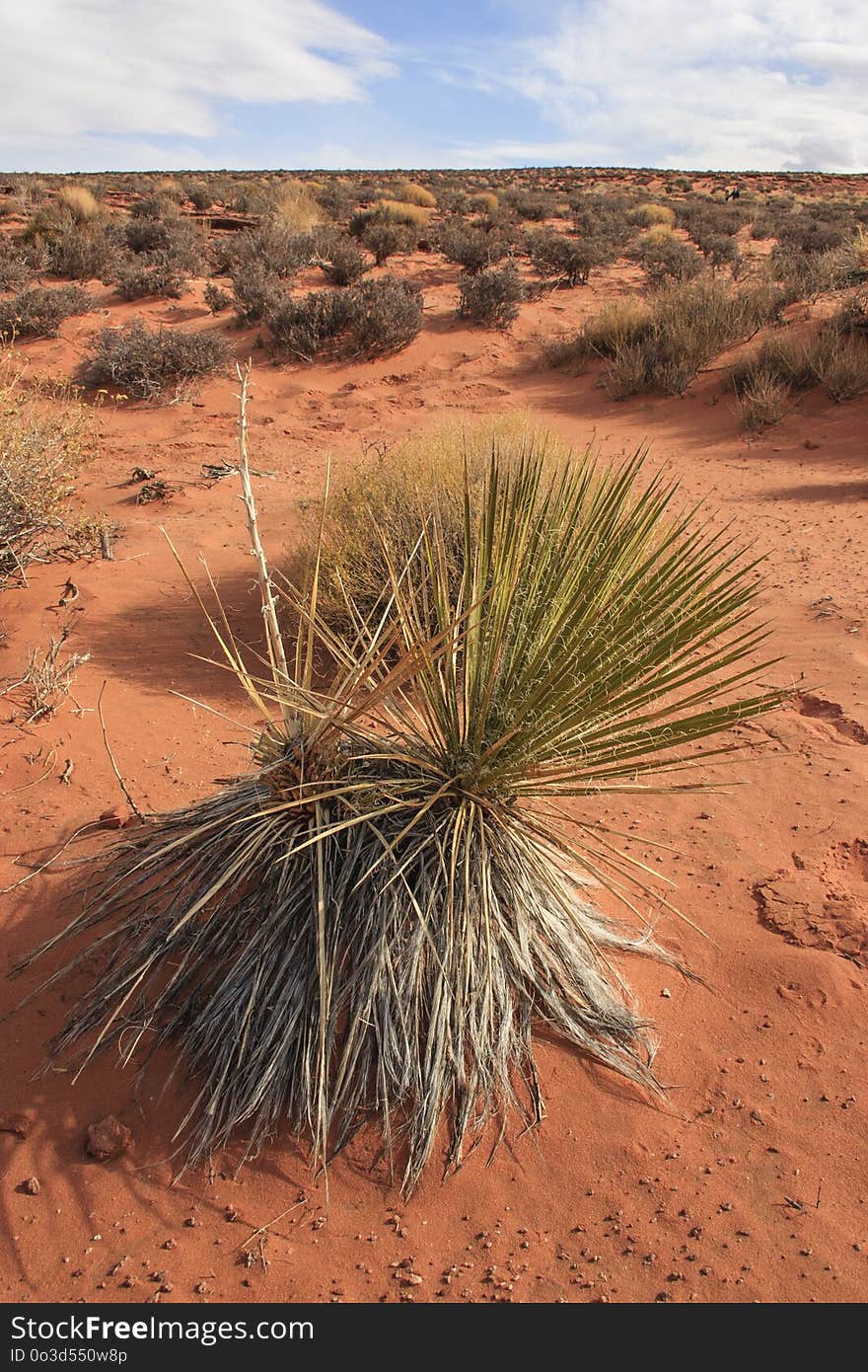 Yucca and other desert plants. The Rock formation in the Glen canyon, sandstone formations