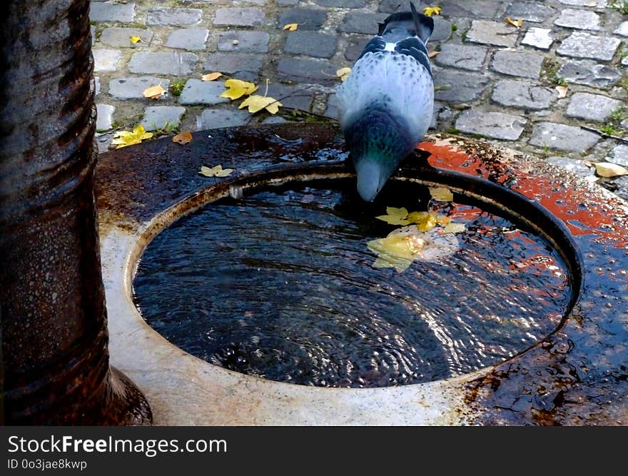 Pigeon drinking at urban fountain in the fall with yellow leaves around on the cobble stone street pavement