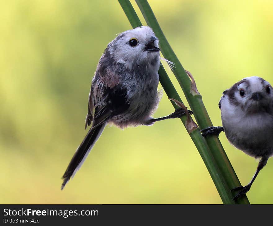 Bird, Fauna, Beak, Wildlife