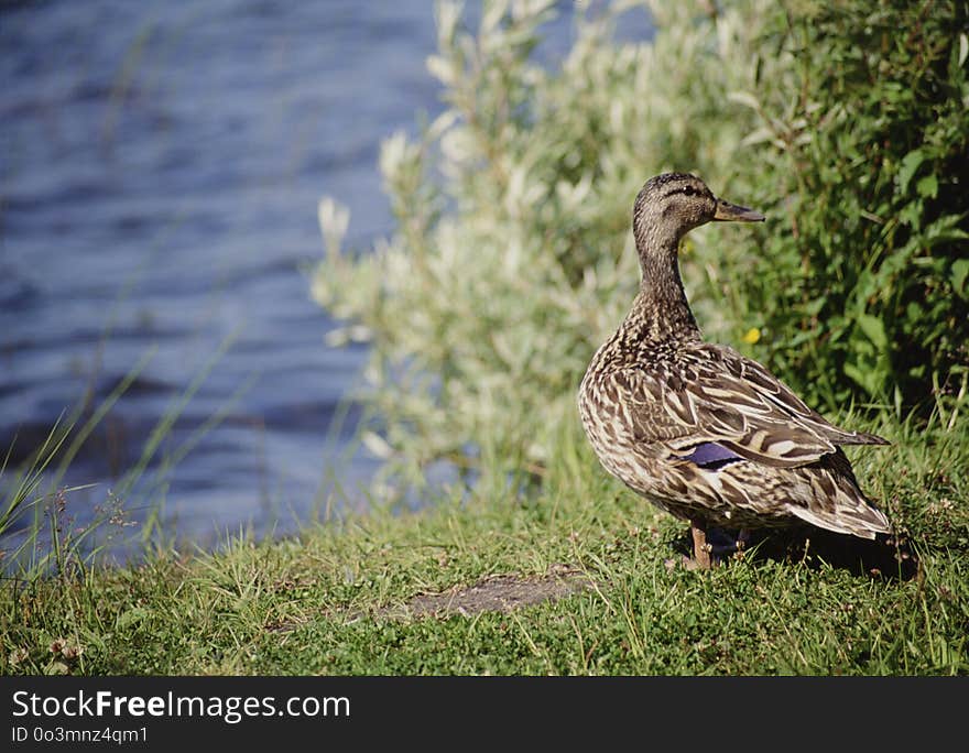 Bird, Duck, Mallard, Fauna