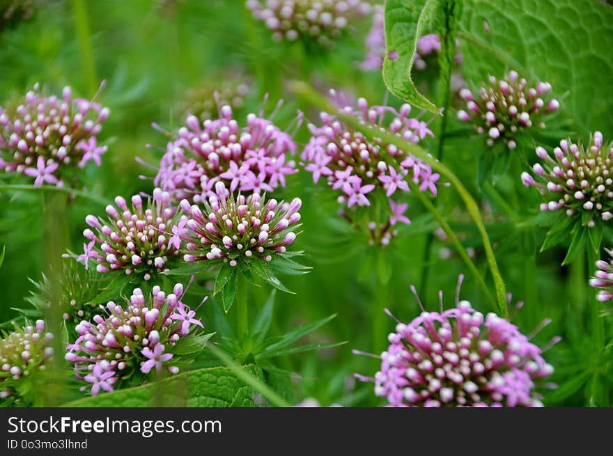 Plant, Flower, Grass, Groundcover