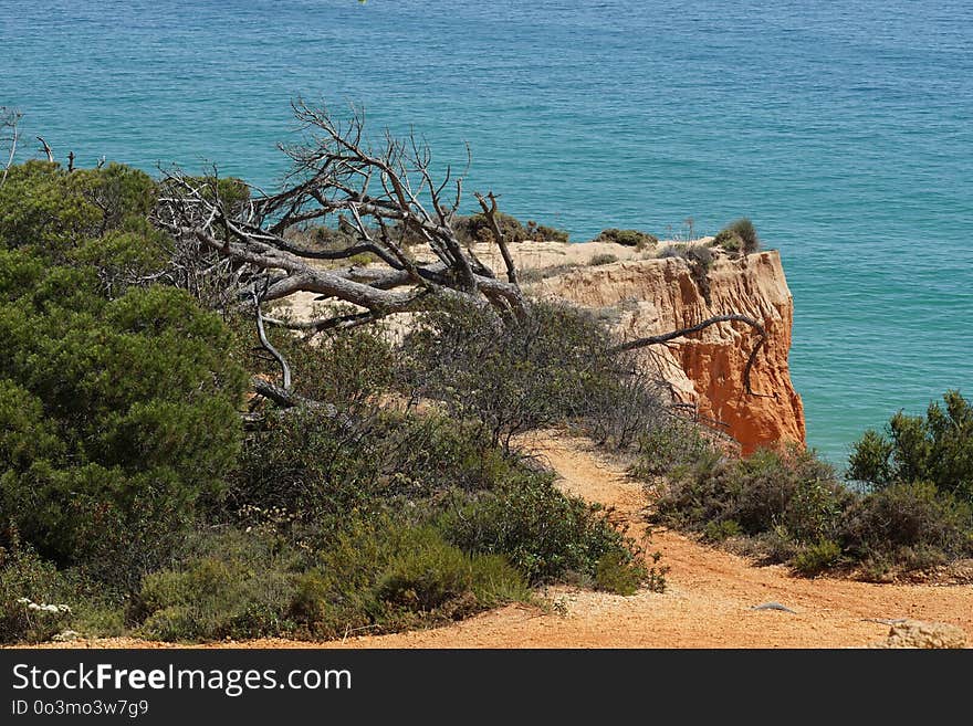 Tree, Rock, Coast, Vegetation