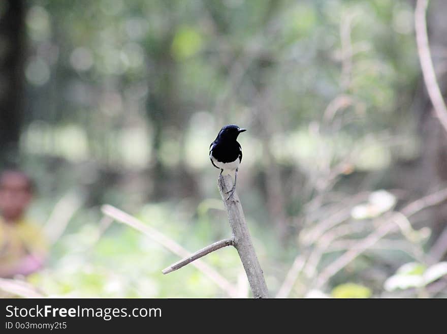 Bird, Fauna, Beak, Wildlife