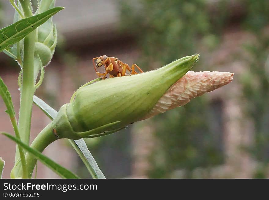 Flora, Plant, Plant Stem, Bud