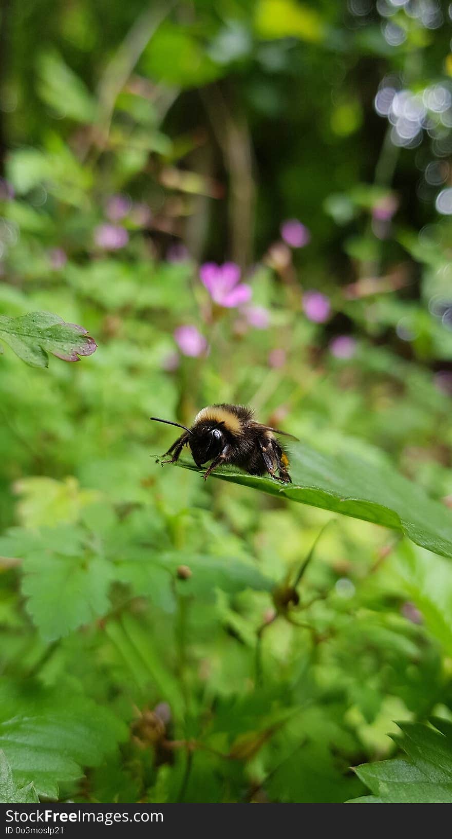 Bee, Insect, Bumblebee, Membrane Winged Insect