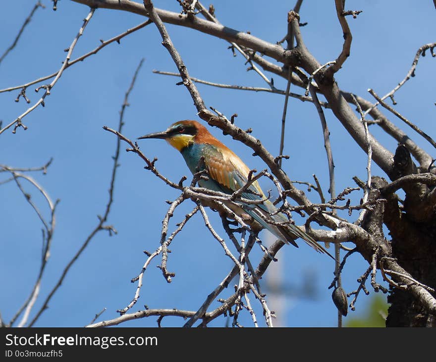 Bird, Fauna, Branch, Tree