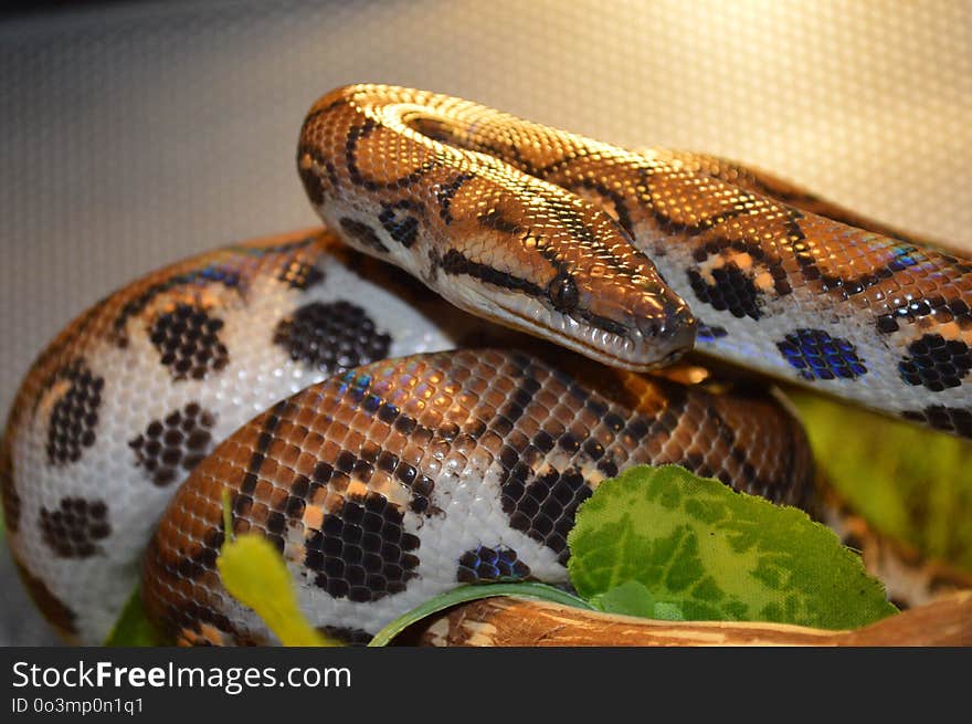 Snake, Reptile, Scaled Reptile, Boa Constrictor