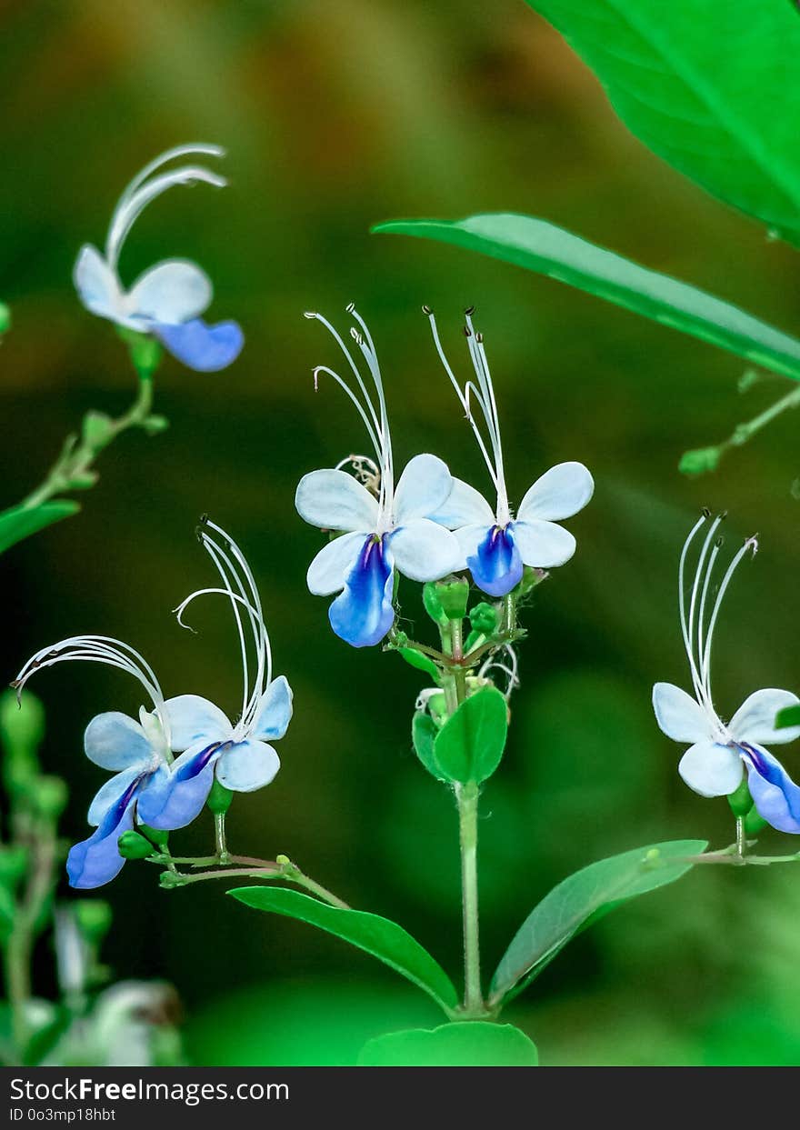 Flora, Flower, Plant, Violet Family