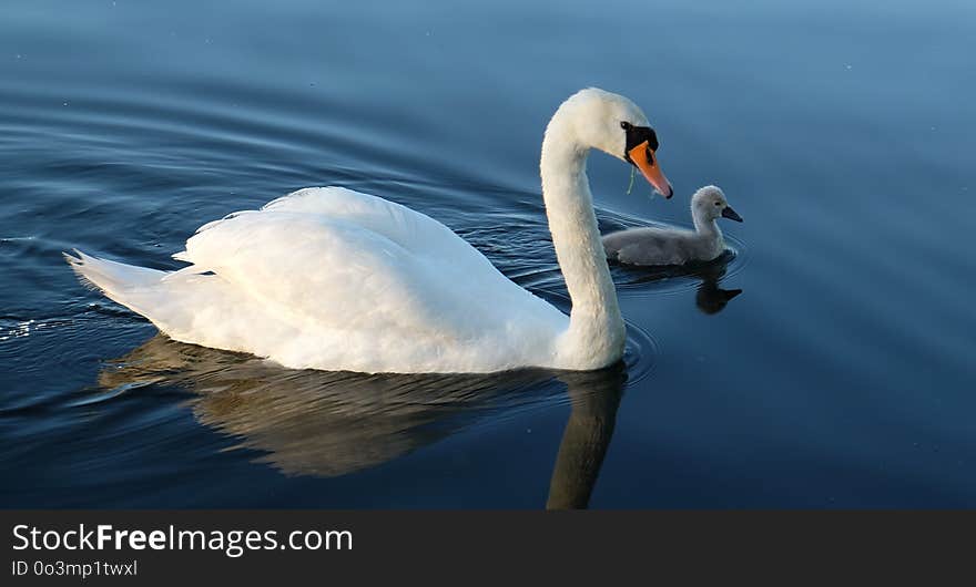 Swan, Bird, Water Bird, Water