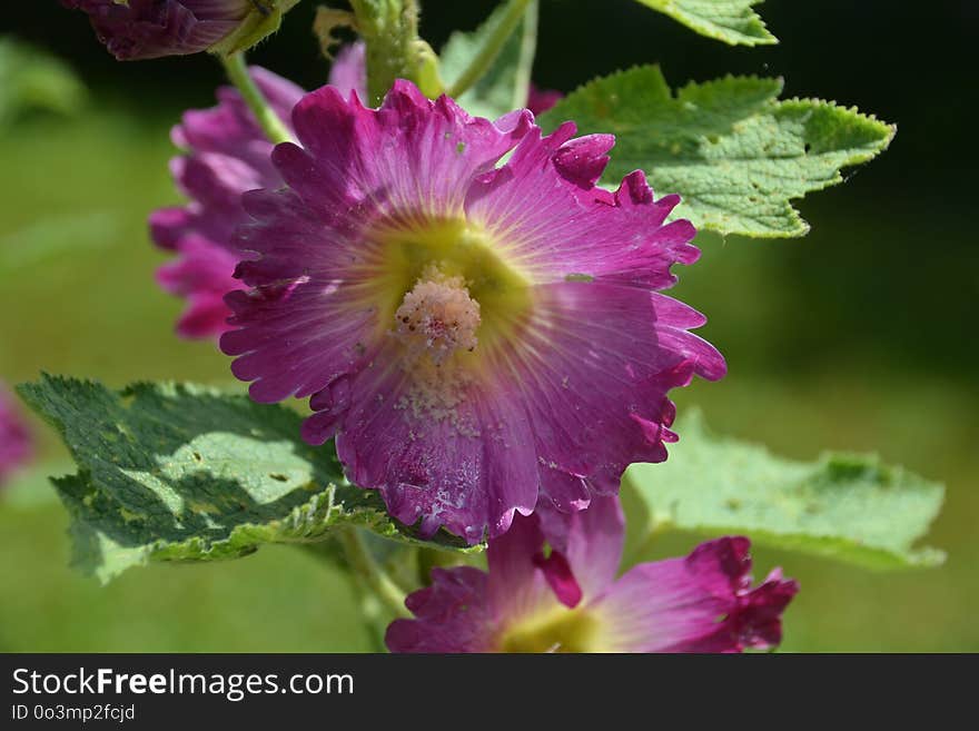 Flower, Plant, Hollyhocks, Annual Plant