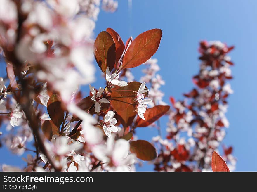 Blossom, Branch, Spring, Flora