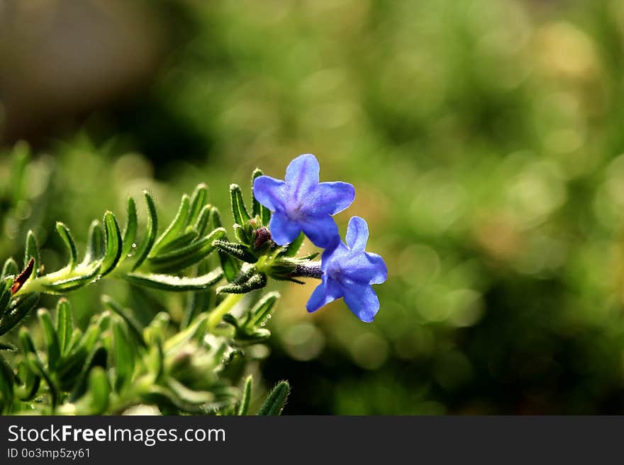 Flora, Plant, Flower, Bluebonnet