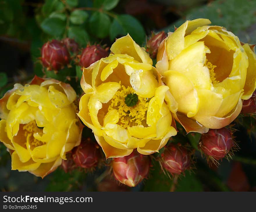 Yellow, Flowering Plant, Flower, Plant