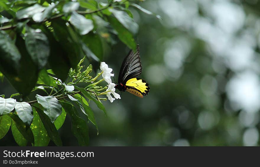 Butterfly, Moths And Butterflies, Insect, Leaf