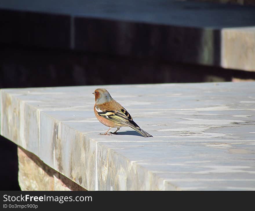 Bird, Fauna, Beak, Finch