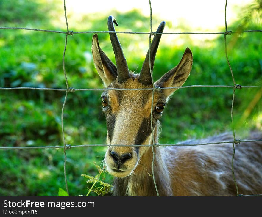 Wildlife, Fauna, Horn, Antelope