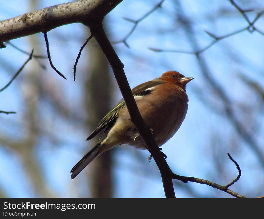 Bird, Fauna, Beak, Branch