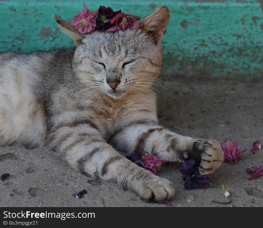 Cat, Whiskers, Small To Medium Sized Cats, Fauna