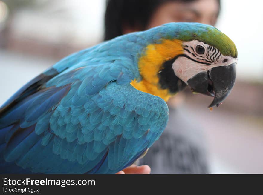 Bird, Parrot, Beak, Macaw