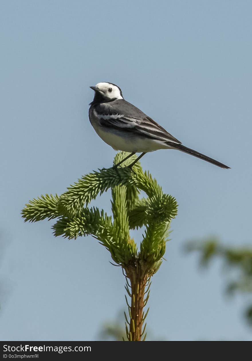 Bird, Fauna, Beak, Lark