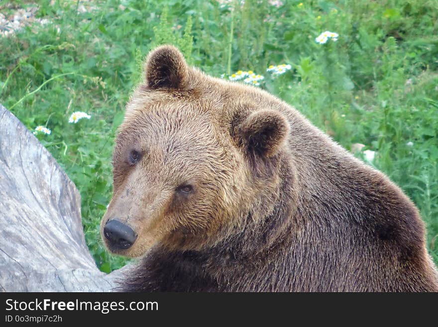 Brown Bear, Terrestrial Animal, Mammal, Bear