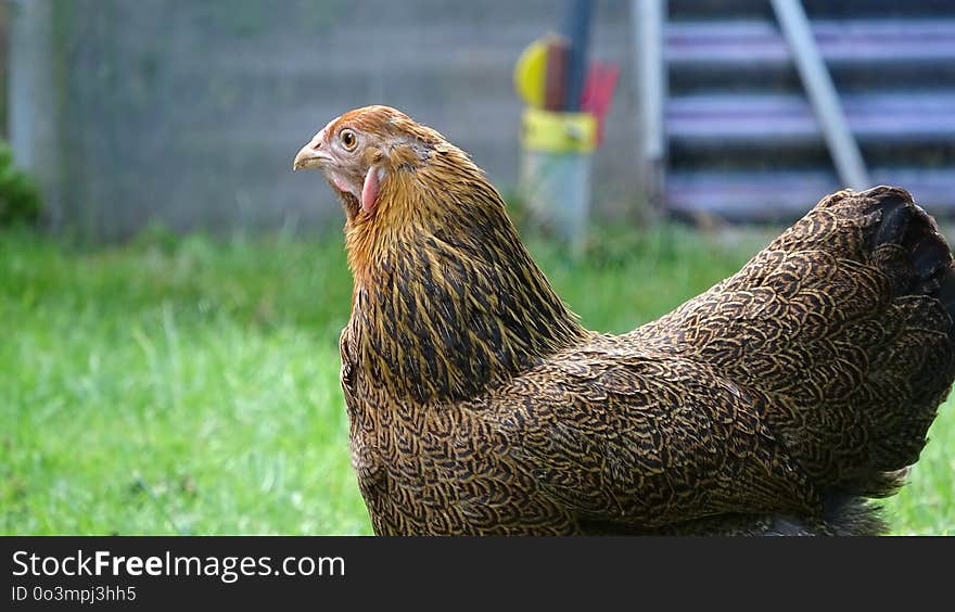 Chicken, Beak, Galliformes, Fauna