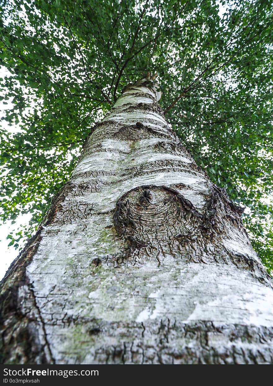 Tree, Woody Plant, Plant, Trunk