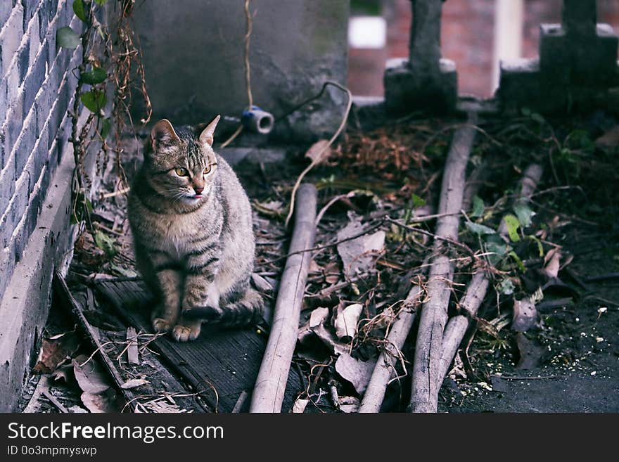 Mammal, Fauna, Cat, Small To Medium Sized Cats