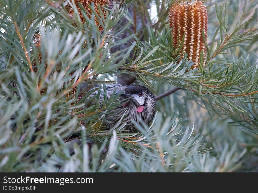 Plant, Flora, Tree, Bird