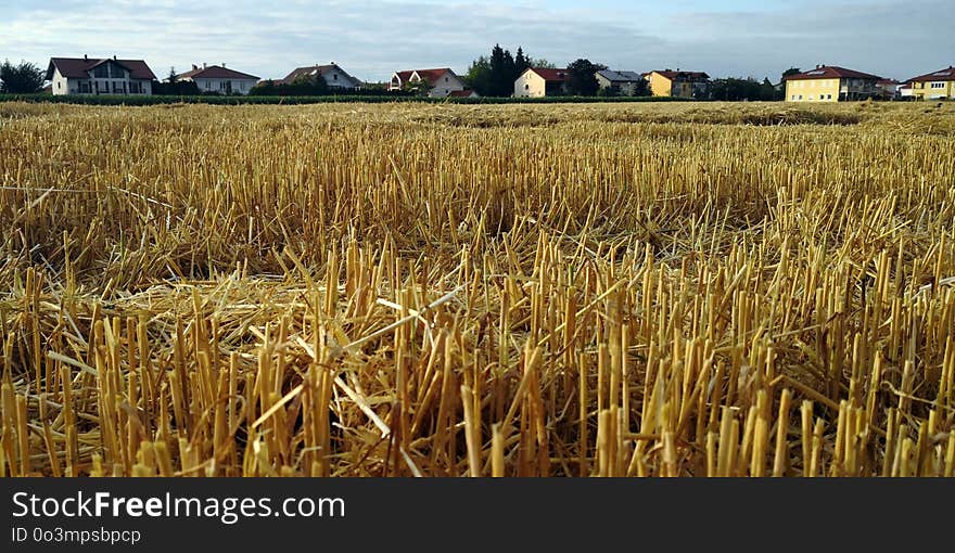 Crop, Field, Grass Family, Grain