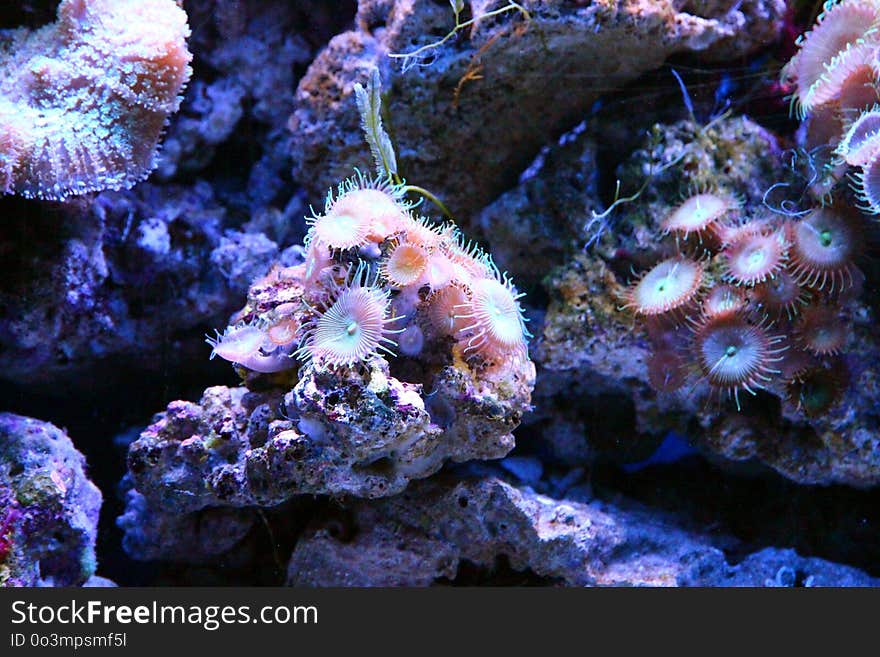 Coral Reef, Reef, Coral, Stony Coral